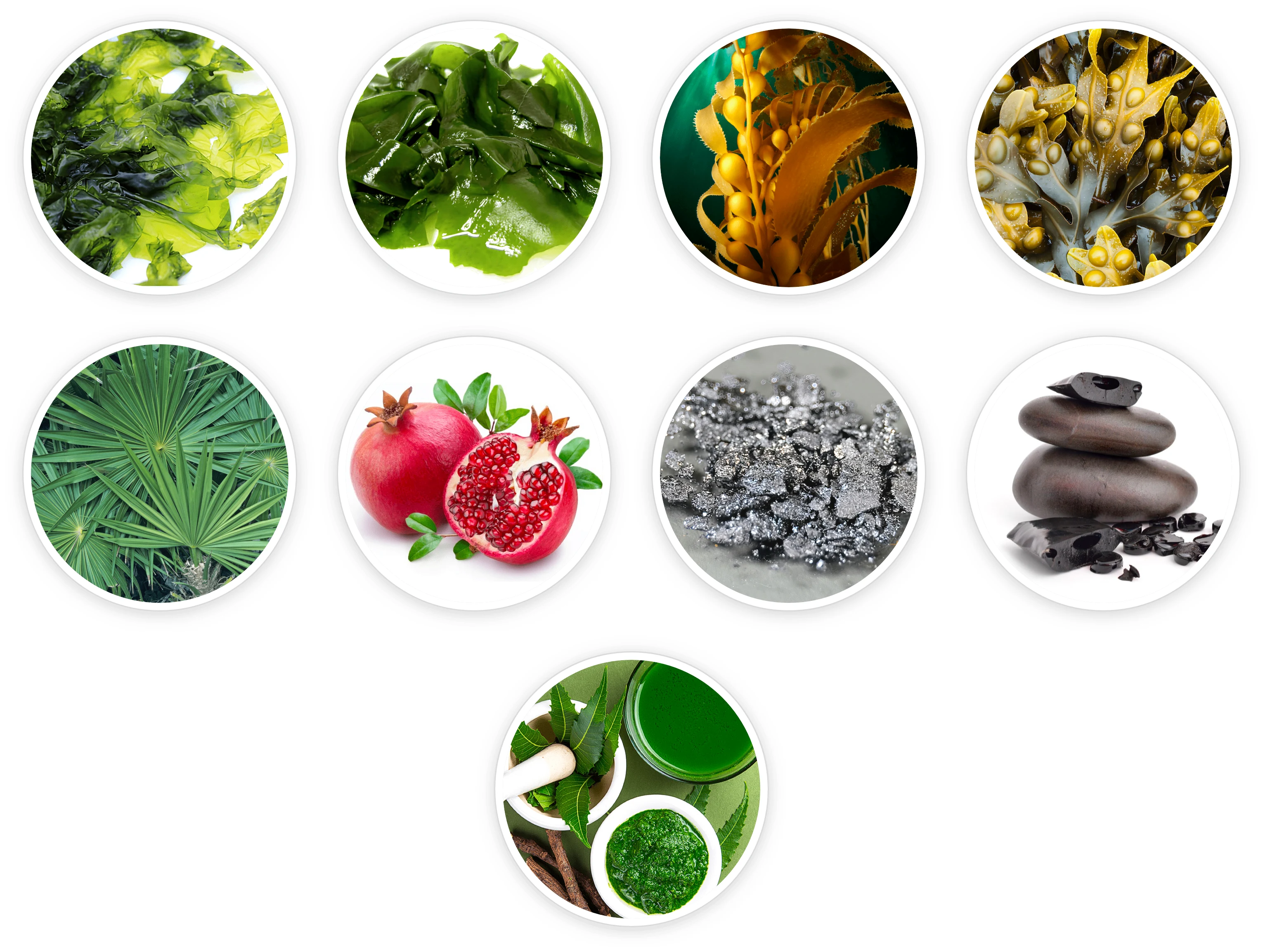 Prostadine ingredients